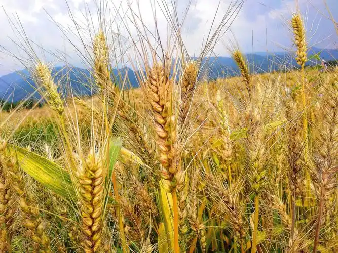 麦田那边不止是美丽的乡村风景