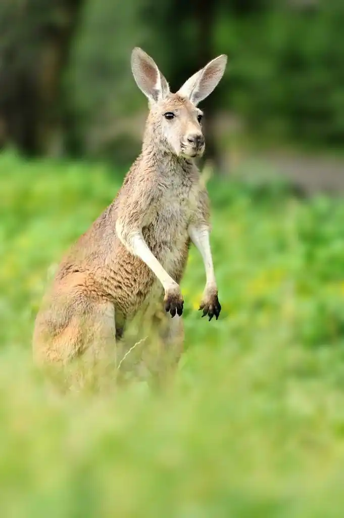 袋鼠,袋鼠,可爱的,动物,甜的,特写镜头,自然,森林,野生的,女性的,宝贝