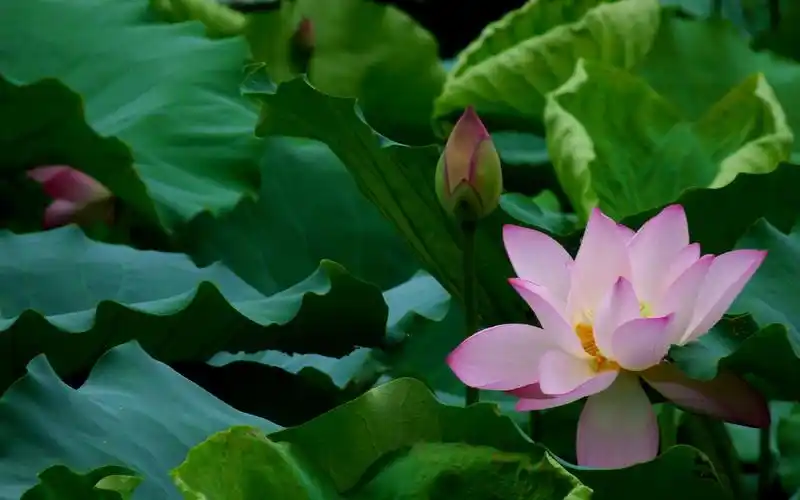 [贴图]非常非常漂亮的荷花壁纸