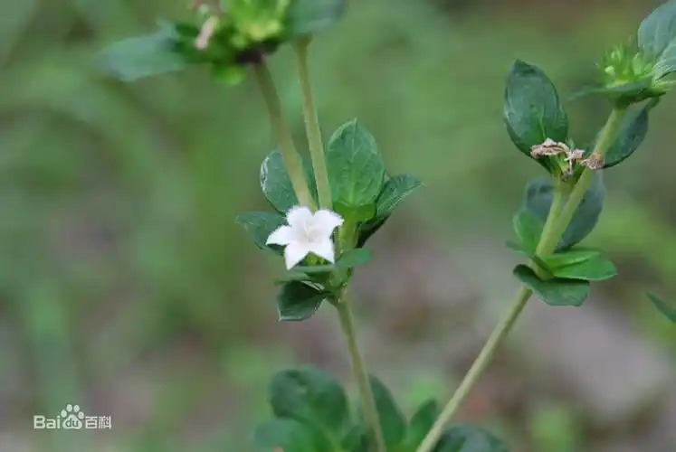 白马骨别名六月雪日日有满天星笔蒲花
