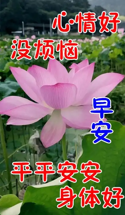 语平安健康短语(最新早晨好问候祝福语图片带字,祝愿我的好友平安健康