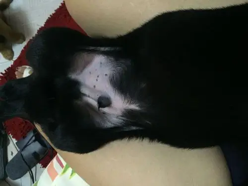 狗狗下面长的黑色的肉疙瘩是什么.不会痛痒.需要去看医生吗