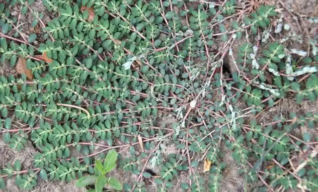 路边的草药清热解毒千根草