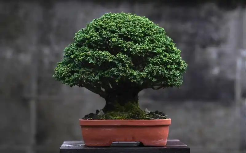 亦盆栽日本盆景石化桧修剪养护操作