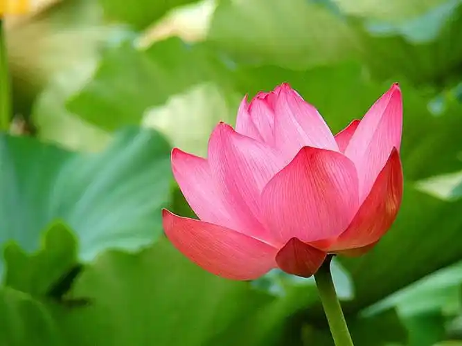 莲花头像(微信莲花吉祥头像图片)