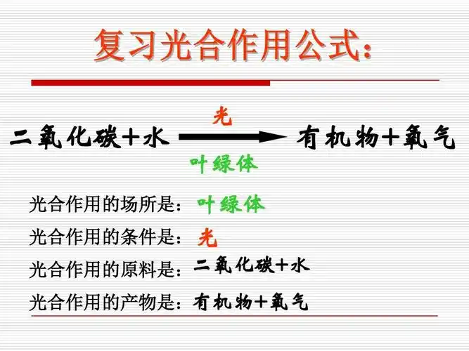 植物光合作用的场所ppt
