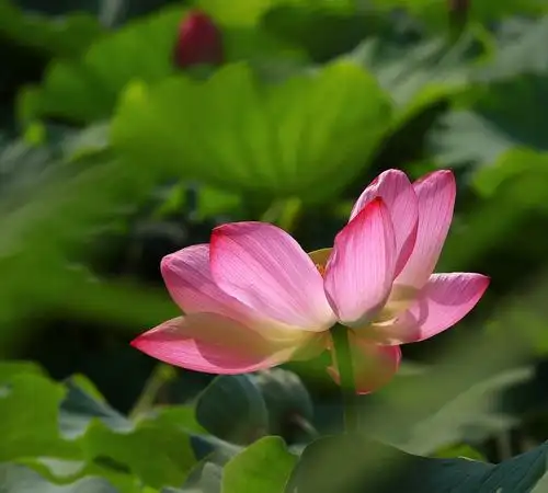 这是荷花的真实写照!