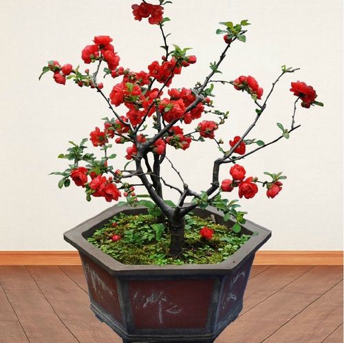 海棠盆景