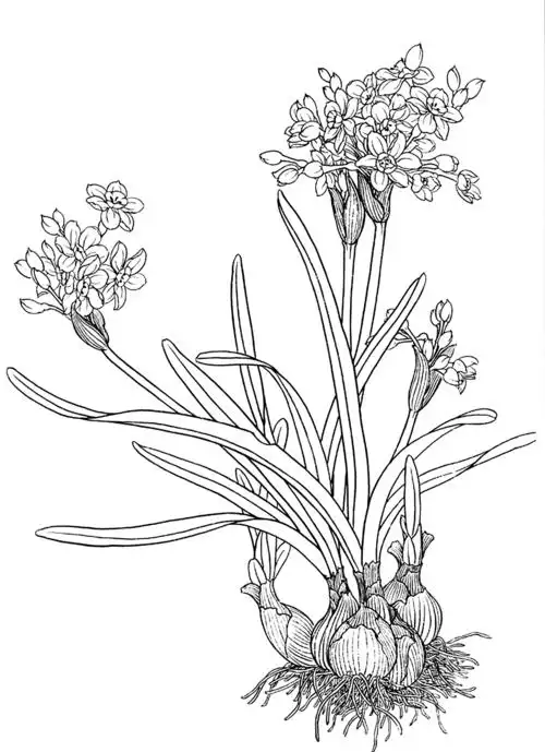 水仙水灵国画工笔传统线描图片临摹练习电子样稿白描