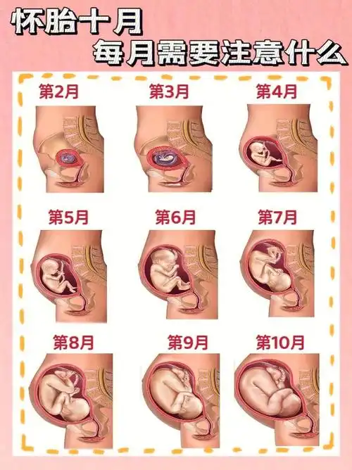 新手妈妈必看60怀孕每月所需营养及注意事项