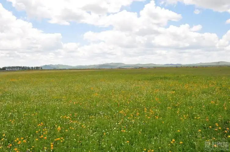 > 张家口沽源 五花草甸