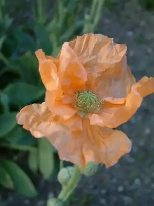 橙色重瓣罂粟