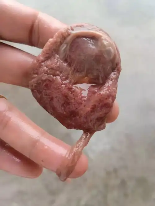 猫胎盘猫胎猫胞猫衣胞一次吃几个怎样吃更有功效作用