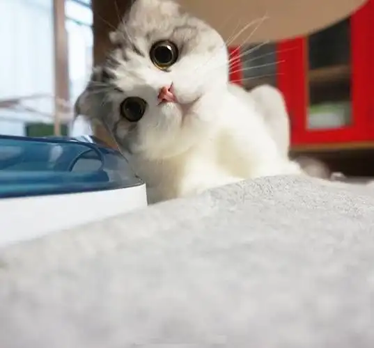 猫咪也是可以卖萌的 - 堆糖,美图壁纸兴趣社区