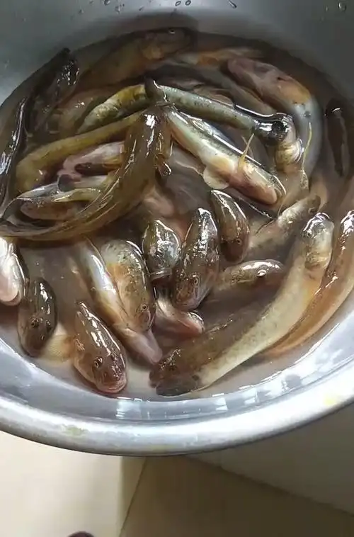 江苏一河沟里出现大量"巨型土憨巴",其实这是一种海里的沙光鱼