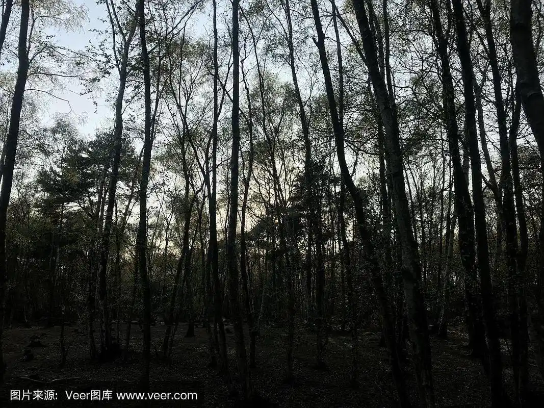 黄昏时树林里阴森森的疏树