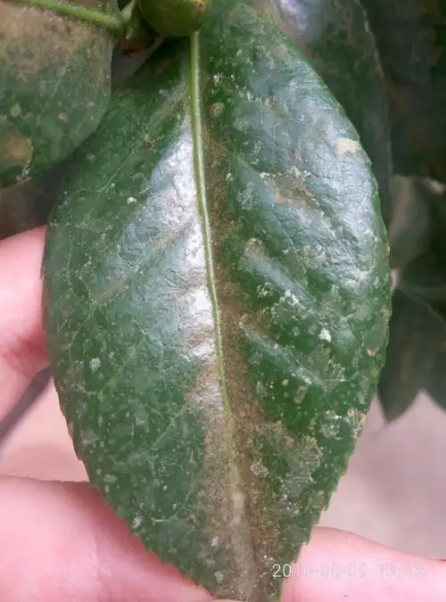 养的茶花最近叶片出现也一些斑,像是铁锈,又像是撒了一层土的样子
