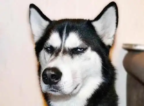 那一定是二哈!本想出去玩,却发生一场闹剧!笑喷!