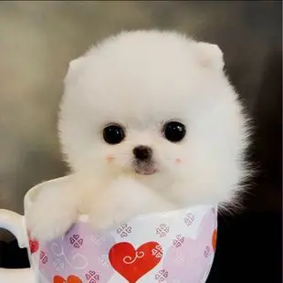 出售纯种俊介博美犬幼犬白色茶杯超小袖珍犬长不大的宠物狗狗活体