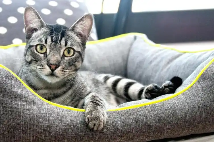 猫 猫的 动物 宠物 可爱猫咪 可爱的动物 基蒂 小猫 家养