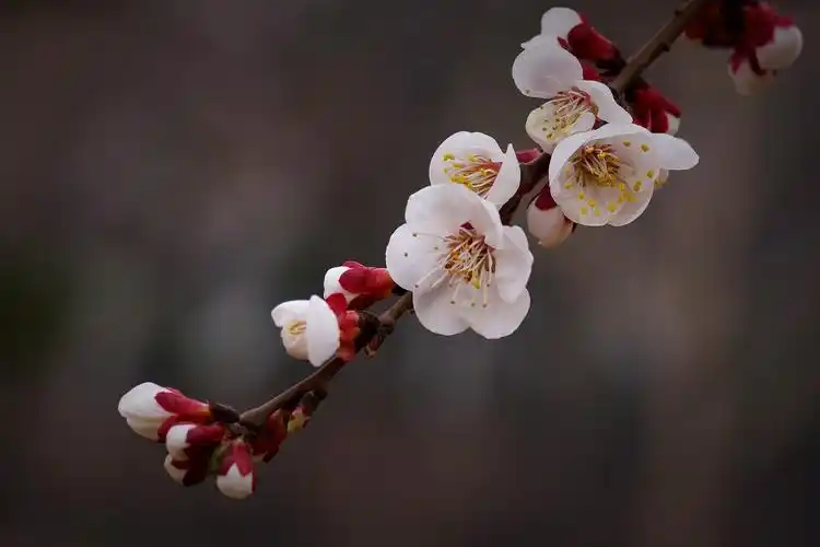 首页 图片大全 植物花卉 > 洁白的杏花图片(5)