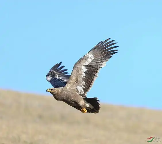 蓝天飞鹰特写