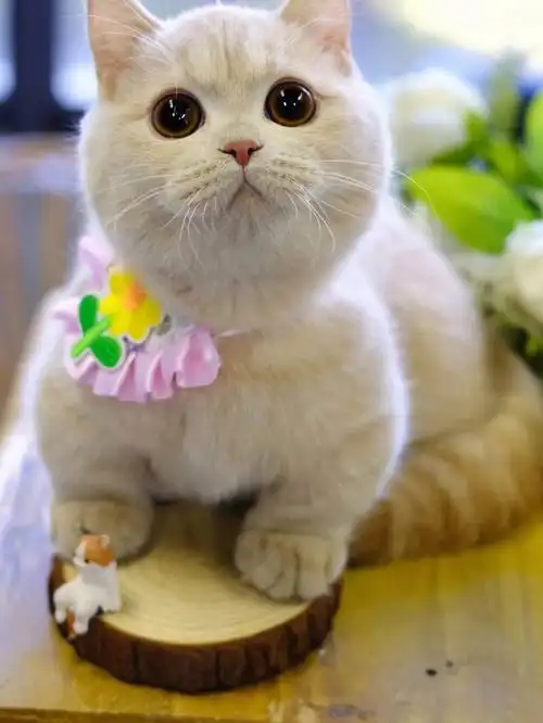 精品乳色曼基康矮脚猫曼赤肯短腿猫