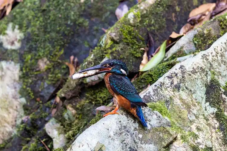在明溪山涧中捕猎的国家二级保护动物斑头大翠鸟.江月兰摄