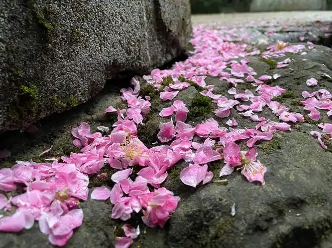 雨后的樱花落花