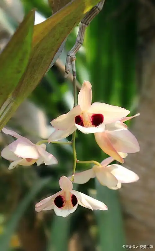 香气浓郁的兰花咖啡兰的养殖方法和注意事项