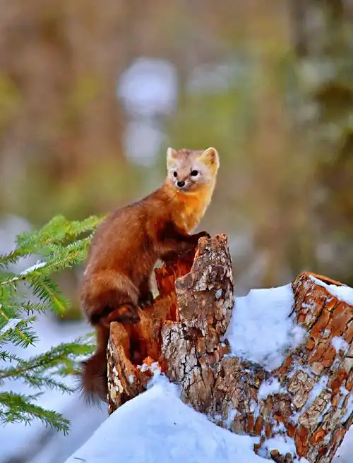 长白山珍稀动物紫貂
