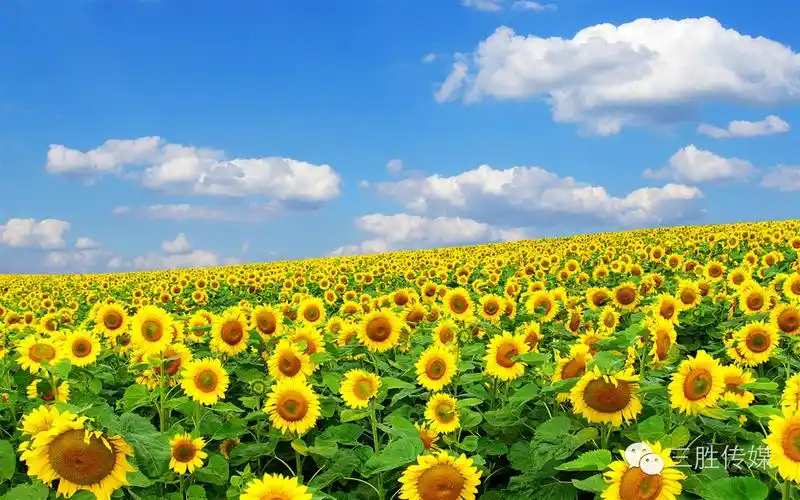 你的好运,从哪里来