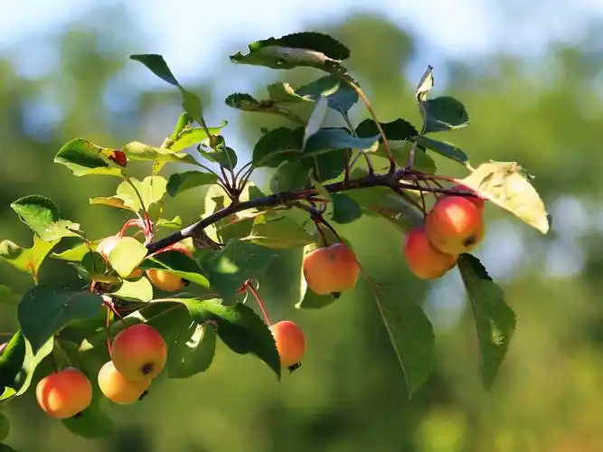 金秋海棠硕果累累