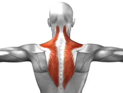 改善斜方肌的线条,从简易的动作开始锻炼