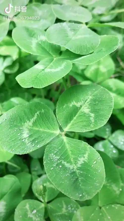 终于找到四叶草了愿刷到的友友一生好运幸福久久幸运四叶草