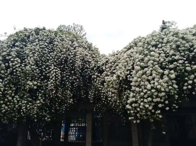 七里香 香气袭人