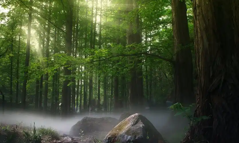 大自然森林风景图片桌面壁纸