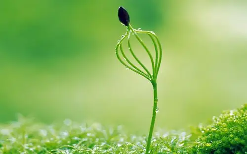 润眼系列新芽嫩叶宽屏壁纸