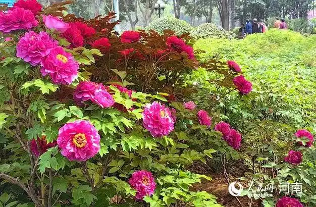 国色天香!河南洛阳牡丹花开