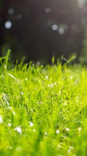 烂漫春天清新风景护眼锁屏壁纸下载