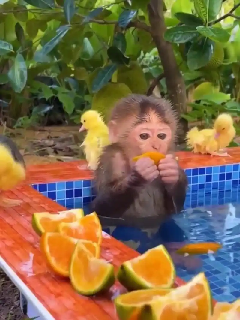 毛猴很高兴. 泡温泉,吃水果,这只小猴子真是有福了![嘘]
