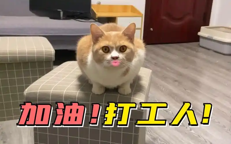 活动  加油!打工人!来自小猫咪的激励!