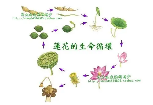 北科实验幼儿园-藕的一生