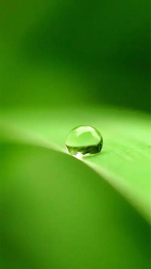 绿色手机壁纸系列 绿色是生命的意义