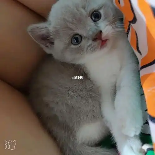 英短幼猫真实价格499