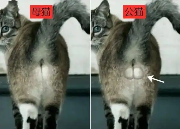 如何区分雄猫和雌猫