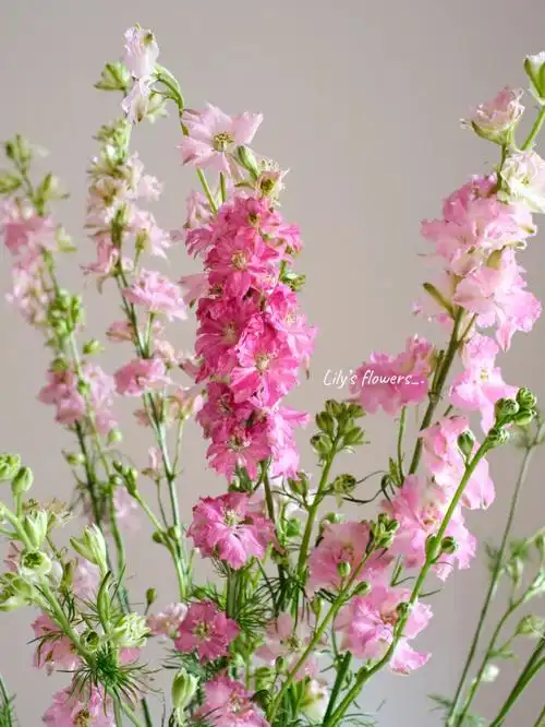 西瓜红千鸟飞燕