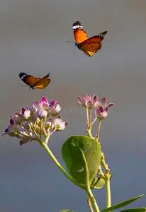 嬉戏两只蝴蝶图片