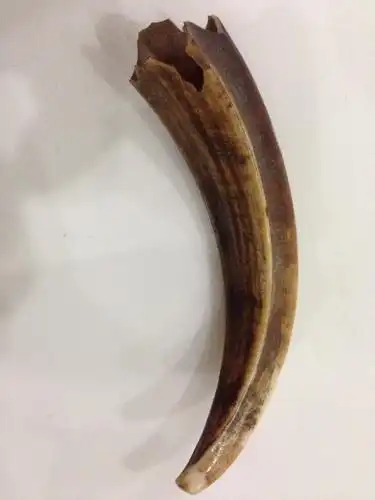 老虎牙请求鉴定,欢迎专家.