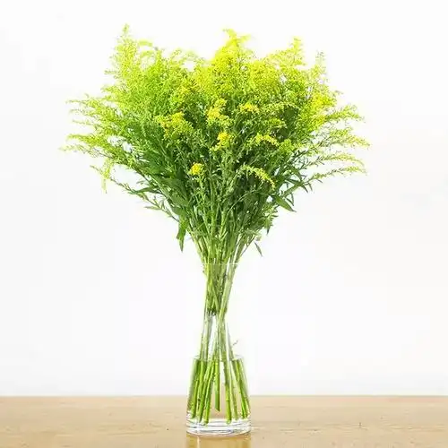 黄英 鲜切花【1扎10枝】